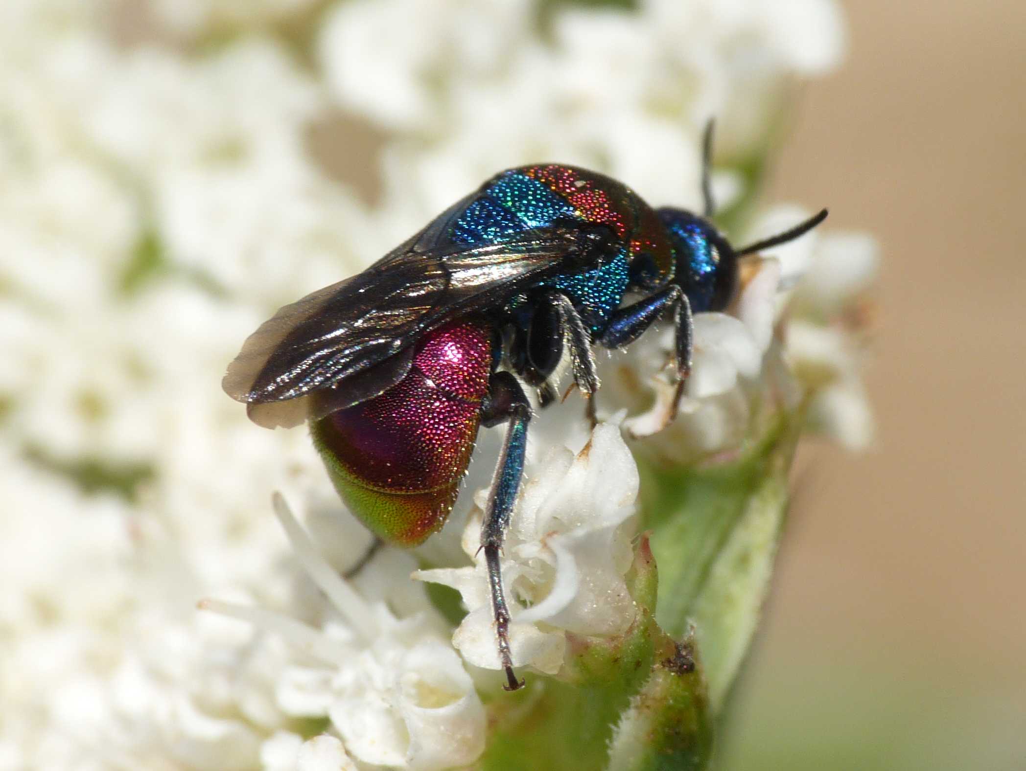 Piccolo Chrysididae... femmina di Hedychrum, forse niemelai